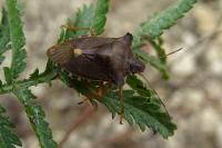 Pentatoma rufipes