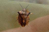Carpocoris fuscispinus