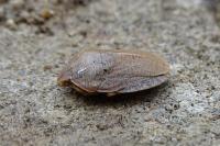 Eurygaster austriaca