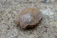 Eurygaster austriaca