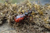 Rhynocoris annulatus