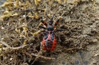 Rhynocoris annulatus