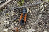 Peirates hybridus