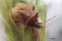 Picromerus bidens