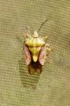 Carpocoris purpureipennis