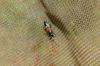 Pterotmetus staphyliniformis