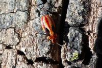 Melanocoryphus albomaculatus