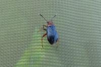 Capsus ater