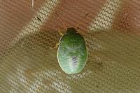 Piezodorus lituratus