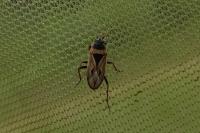 Xanthochilus quadratus