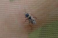 Xanthochilus quadratus