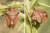 Carpocoris fuscispinus