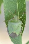 Palomena prasina
