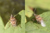Kleidocerys ericae