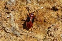 Melanocoryphus albomaculatus