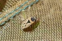 Xanthochilus quadratus