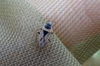 Xanthochilus quadratus