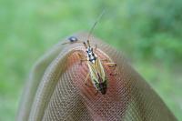 Leptopterna dolabrata
