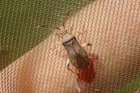 Ceraleptus lividus