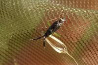 Heterotoma planicornis