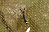 Heterotoma planicornis