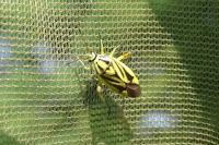 Brachycoleus decolor