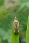 Adelphocoris lineolatus