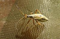 Leptopterna dolabrata