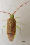 Pantilius tunicatus