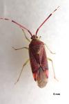 Pantilius tunicatus