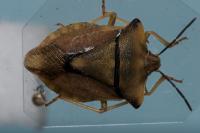 Carpocoris fuscispinus