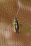 Stenotus binotatus