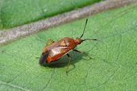 Deraeocoris ruber