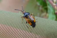 Deraeocoris ruber