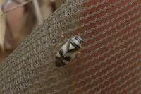 Orthops