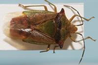 Acanthosoma haemorrhoidale