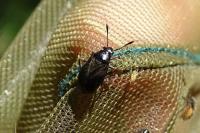 Capsus ater