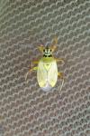 Brachycoleus pilicornis
