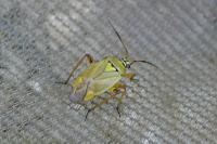 Brachycoleus pilicornis
