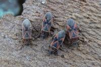 Arocatus longiceps