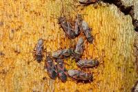 Arocatus longiceps