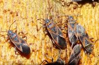 Arocatus longiceps