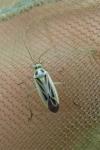 Stenotus binotatus