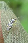 Orthops