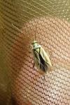 Stenotus binotatus