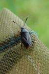 Capsus ater