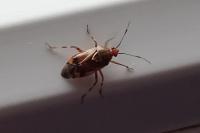 Deraeocoris flavilinea