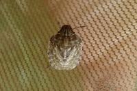 Eurygaster testudinaria
