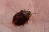 Eurygaster testudinaria