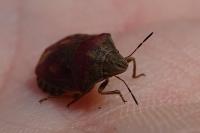 Eurygaster testudinaria